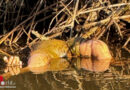 D: Hand ragt aus dem Wasser → und doch war’s kein grausiger Fund