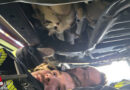 Bgld: Verkrochene Katze in Jeep in Neusiedl am See