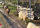 Nö: 200 Schafe in Laab am Walde auf Abwegen