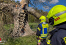 D: Brand einer mächtigen Eiche bei Flotwedel