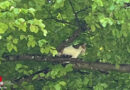 Bayern: Katze in Waging am See vom Baum geholt