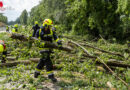 Nö: Unwetter entwurzelte Dutzende Bäume in Krems → Sperre der B37a am 22. Juni 2026