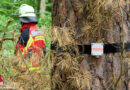 KI-gestütztes Frühwarnsystem im Tennenloher Forst erkennt Waldbrände frühzeitig: Projekt SmartForestFire